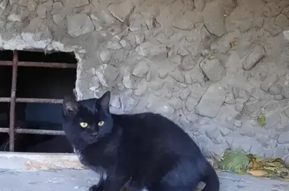 Найдена кошка на улице Георгия Димитрова, 81 в Самаре