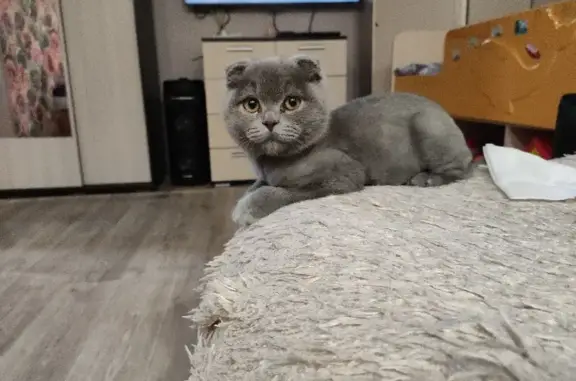 Объявления о пропавших и найденных животных, Курган, фото: Пропала кошка на улице Кирова, 115Б (Курган)