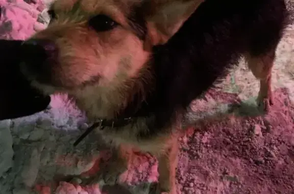 Найдена собака на улице Станиславского, 2, Нижний Новгород