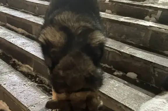 Собака ищет хозяина на улице Макаренко, 2, Тула