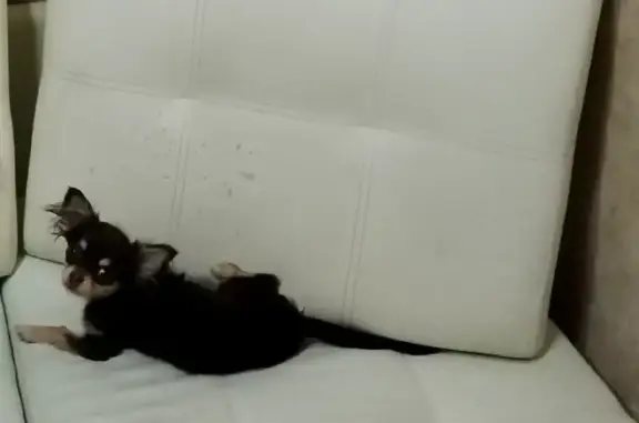 Собаки потеряшки, Санкт-Петербург, фото: Потеряшка щенок Чарли, нужна помощь!