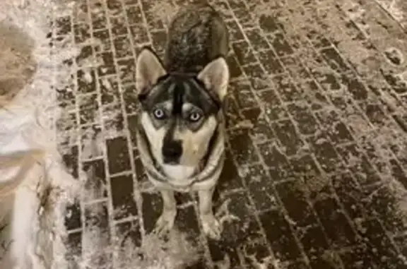 Найдена собака Хаски в Котельниках