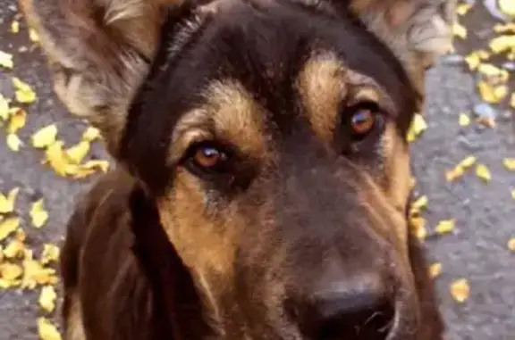Пропала собака Немец во Владикавказе
