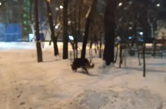 Найдена собака Кабель на Хибинском проезде, 30 к2, Москва.