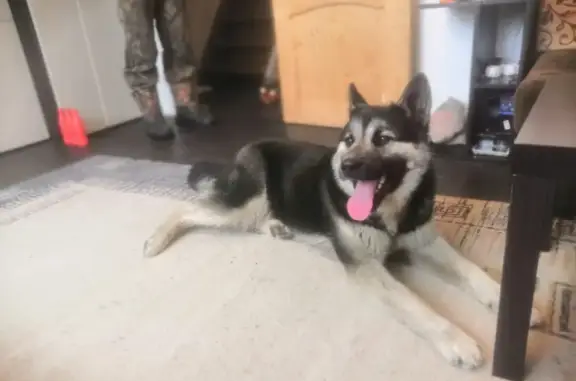 Собака Мальчик Бумер найдена на Торфобрикетной улице, Орехово-Зуево.