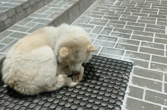 Собака найдена на проспекте Дзержинского, 144, Новосибирск