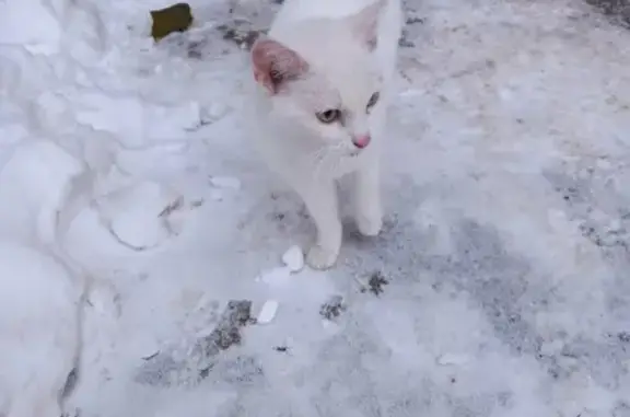 Найдена кошка на ул. П. Осипенко, 32