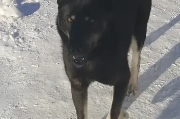 Пропала собака в Широковском поселении, Ивановская область