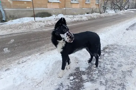 Найдена собака на ул. Вождей Революции, Нижний Новгород