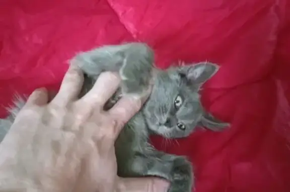 Найдена голубая кошка-котенок на ул. Дзержинского, Краснодар