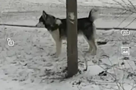 Собака Хаски найдена на улице Шевченко, Оренбург.