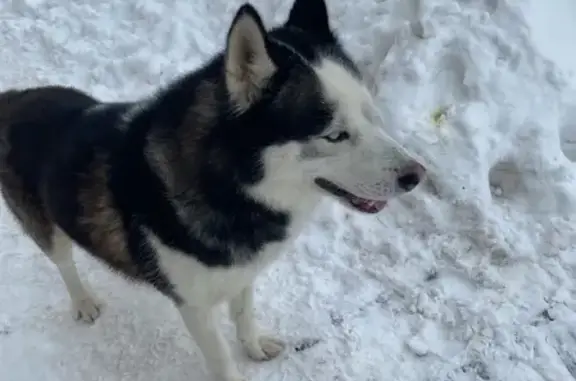 Собака найдена на ул. Маршала Ерёменко, 28, Смоленск