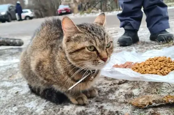 Найдена беременная кошка на Пулковской, 11