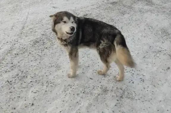 Найдена собака на промзоне в Нижнем Тагиле