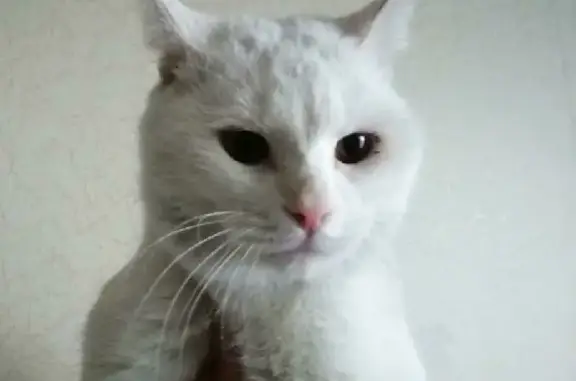 Найдена кошка Белоснежный Сириус на ул. Салавата Юлаева, Челябинск
