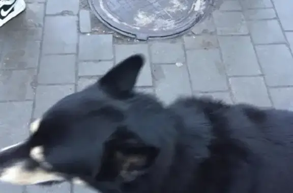 Найдена собака возле Гостиного двора на Ленина, ищет хозяина