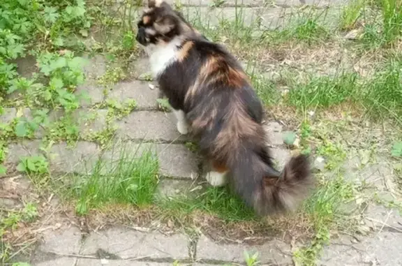 Пропала кошка на Нижегородской, 35, Жуковский