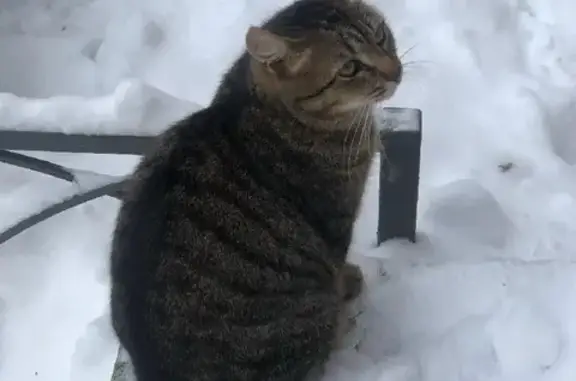 Найдена кошка на Поперечно-Базарной, 62А
