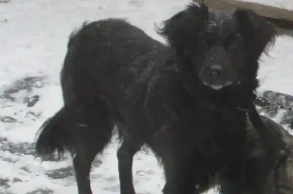 Пропала собака Кузя на ул. Электриков, 60, Орск