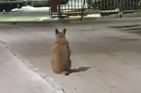 Потерянная собака на 6-м Красносельском переулке, Москва
