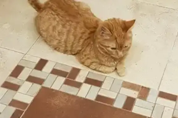 Найден рыжий котенок на улице Гагарина, 17 в Обнинске