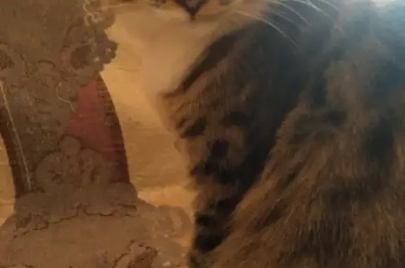 Потерянные животные Набережные Челны, фото: Пропала кошка возле 50/12 в Набережных Челнах