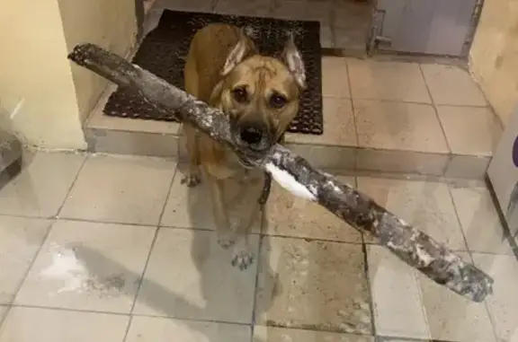 Собака Потеряшка на Московской, 19 в Нижнем Тагиле
