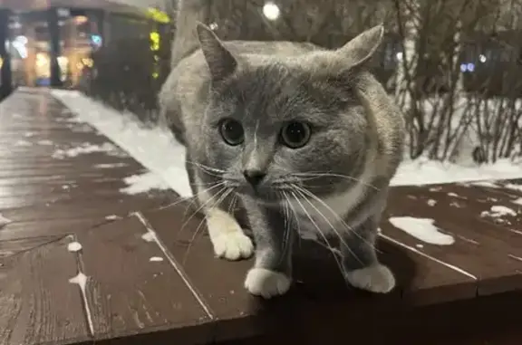 Найдена кошка на Профсоюзной, 68 к4, Москва
