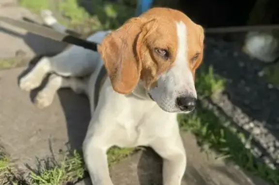 Пропала собака в Русско-Ишимском сельсовете