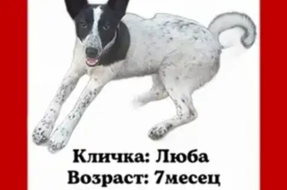 Пропала собака на пр-те Ленина, 23 (Черкесский округ)