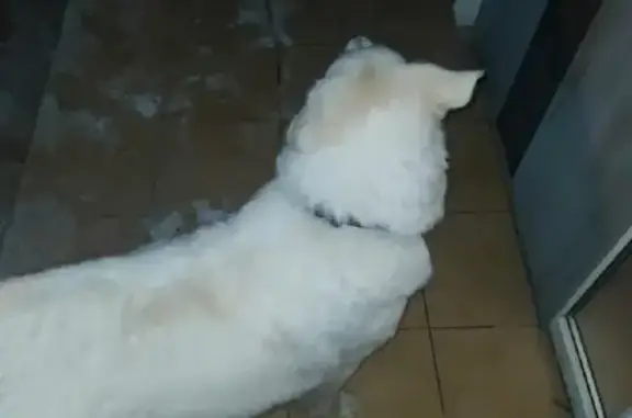 Собака найдена на ул. Крылова, Калининград