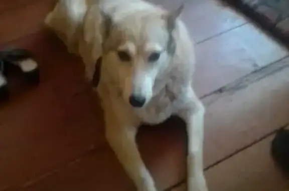 Пропала собака Лайка в пос. Кирпичный, Цивильского района