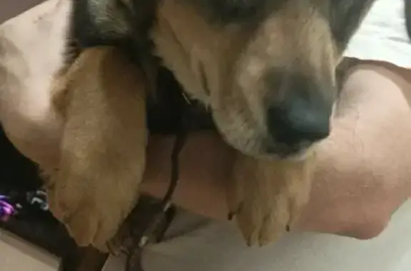 Найден щенок мальчик возрастом 5 мес. на пр. Мира в Фрязино