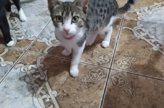 Кошки потеряшки, Городовиковск, фото: Потеряшка кошка Алиса, ул. Мичурина, 4.