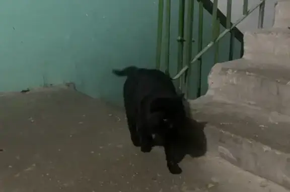 Найдена черная кошка на ул. Родионова 17, Н. Новгород