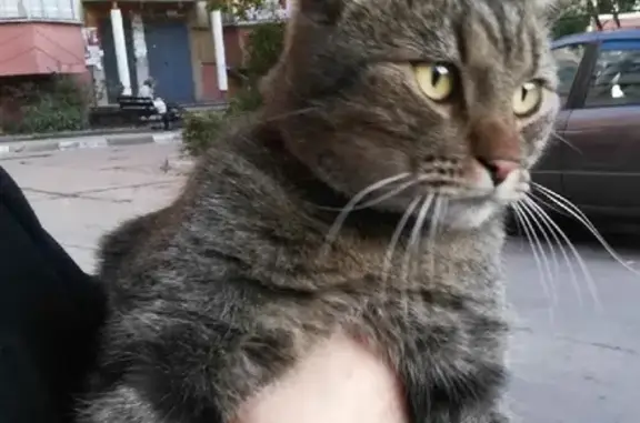 Пропала кошка Котик в Дубовом на Зелёной улице