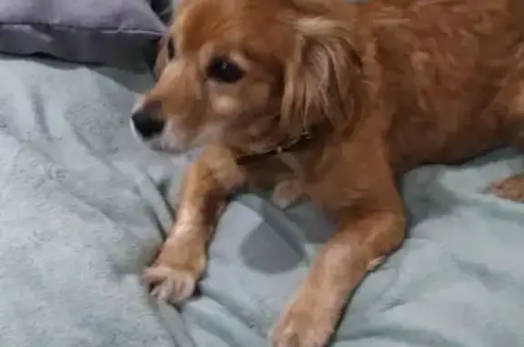 Собаки потеряшки, Санкт-Петербург, фото: Потеряшка собака Тоша на шоссе Революции, СПб.