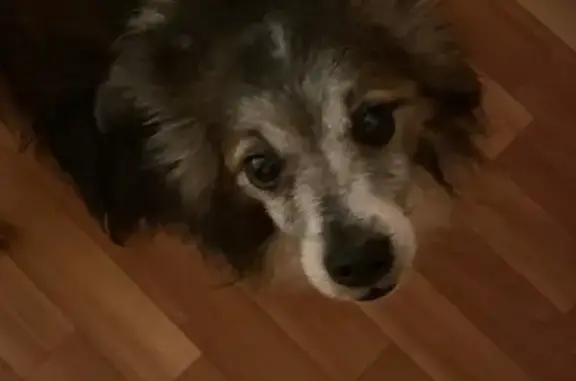 Найдена собака на Железноводской, 7 в Санкт-Петербурге