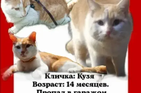 Пропала кошка Кузя с переломанным хвостом в Калининграде