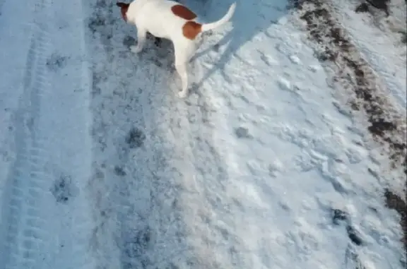 Пропал пёс Бутч с коричневым сердечком, Спасское сельское поселение, Вологодская область