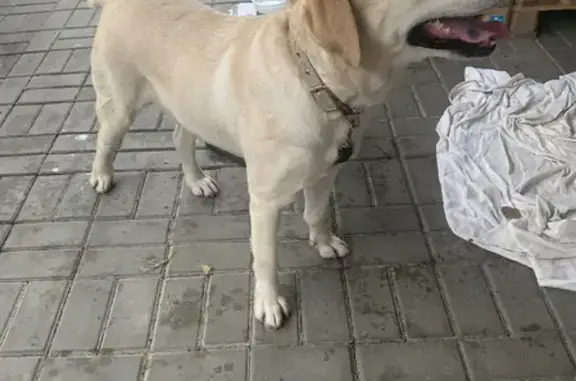Собака с клеймом на Рубиновой, 21 в Волгодонске