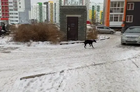 Найдена черная собака на Взлётной, Барнаул