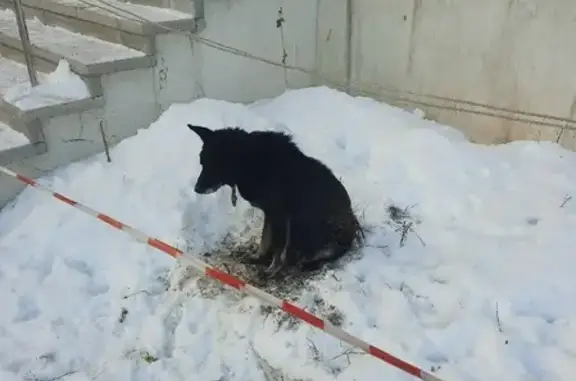 Собака найдена возле 5 поликлиники, улица Мингажева, 59, Уфа.