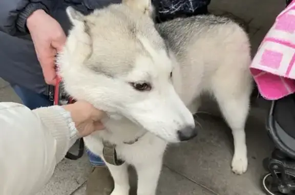Найдена собака без адресника на Невском