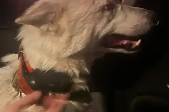 Найдена белая собака с GPS на трассе 