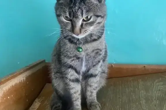 Найдена кошка на 2-й Железнодорожной, 8В, Иркутск