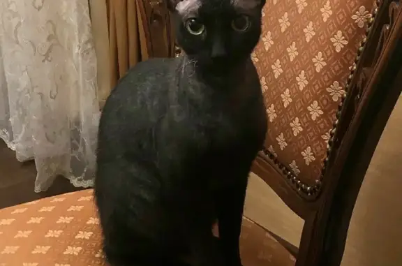 Потерянные животные Уфа, фото: Пропала кошка Клава, ул. Софьи Перовской, 50/3, Уфа