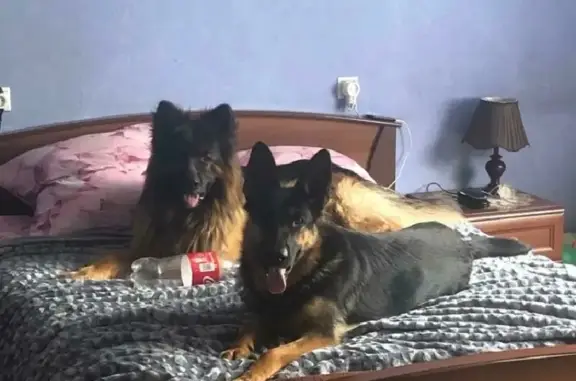 Потерянные животные Томск, фото: Пропала собака Чара на Первомайской, 169, Томск