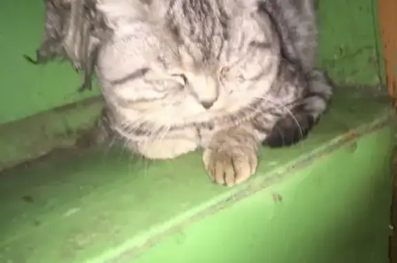Найдена кошка с серо-черным окрасом на ул. Дзержинского, 3