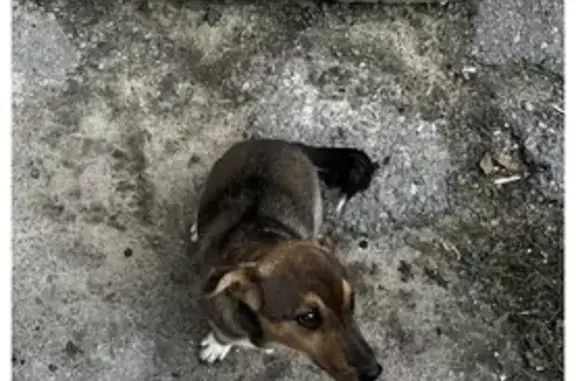 Пропала собака Тимоша в Ситовке, Липецкий р-он